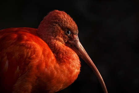 Scarlet Ibis (Eudocimus ruber) in front of black backgroundの写真素材