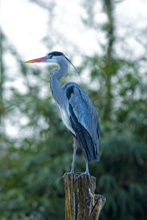 Grey Heron (Ardea cinerea) on a pileの写真素材
