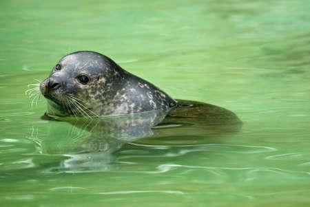  a sea lion (Otarriinae) looking out of  the waterの写真素材