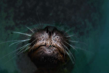snout of a sea lion (Otarriinae) looking out of  the waterの写真素材