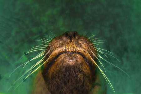 snout of a sea lion (Otarriinae) looking out of  the waterの写真素材