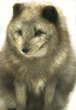 arctic fox (Alopex lagopus)の写真素材