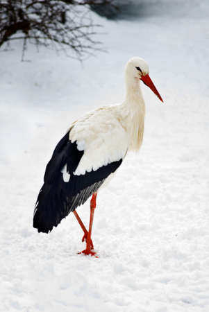 white stork  (Ciconia ciconia) in the snowの写真素材