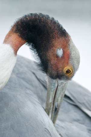Sarus Crane (Grus antigone) cleaning itselfの写真素材