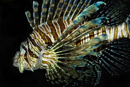 red lionfish (Pterois volitans)の写真素材