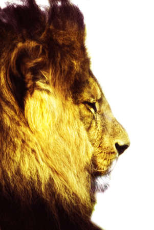 male Lion Head (panthera leo), cut outの写真素材