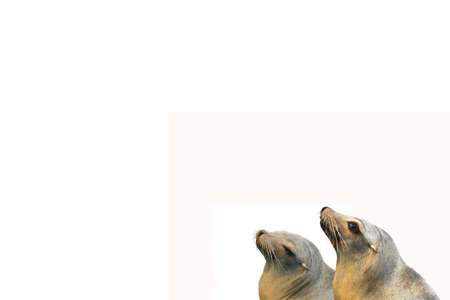 two sea lions (Otarriinae) looking in the same directionの写真素材