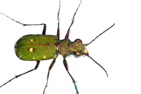 cut out of a Green Tiger Beetle (Cicindela campestris)の写真素材