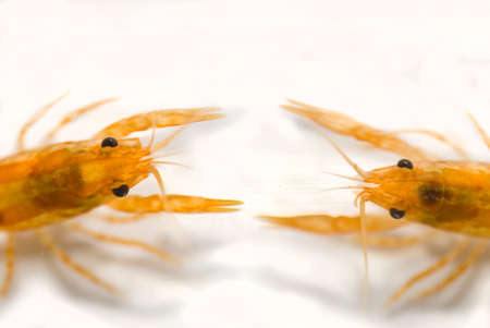 two Mexican dwarf orange crayfishes fighting (Cambarellus patzcuarensis orange, cpo)の写真素材