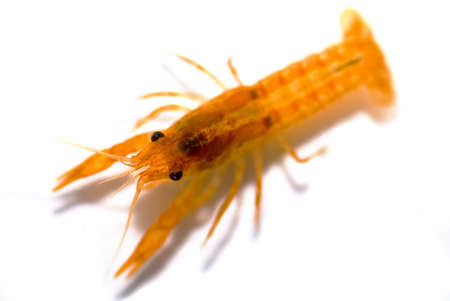 Mexican dwarf orange crayfish (Cambarellus patzcuarensis orange, cpo) isolatedの写真素材