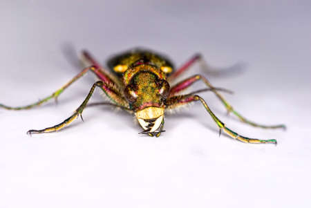 isolated  Green Tiger Beetle (Cicindela campestris)の写真素材