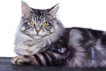 maine coon cat portrait, isolated
の写真素材