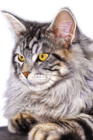 male stripy maine coon cat portraitの写真素材