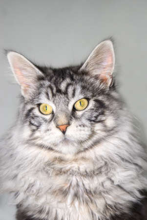 portrait of a maine coon cat in front of grey backgroundの写真素材
