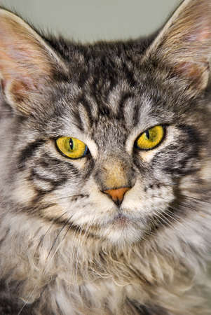 maine coon cat frontal  portraitの写真素材