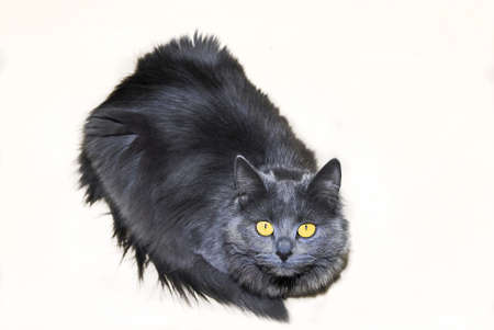 cut out of a grey maine coon cat looking upの写真素材