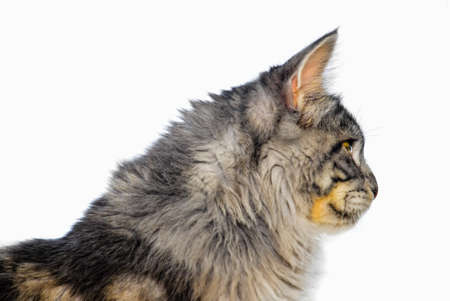 isolated maine coon cat, sidefacedの写真素材