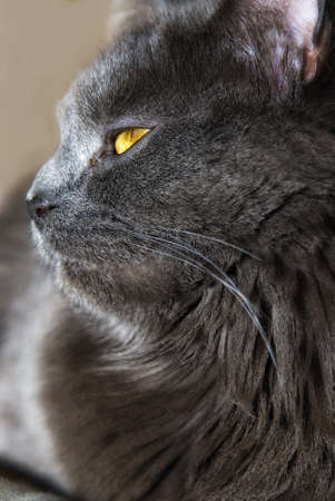 grey maine coon cat, sidefaced portraitの写真素材