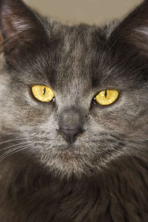 grey maine coon cat frontal portraitの写真素材