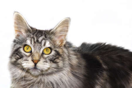 male stripy maine coon cat isolatedの写真素材