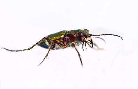 cut out of a Green Tiger Beetle (Cicindela campestris)の写真素材