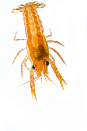 Mexican dwarf orange crayfish (Cambarellus patzcuarensis orange, cpo) isolatedの写真素材