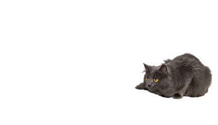 cut out of a lurking maine coon catの写真素材