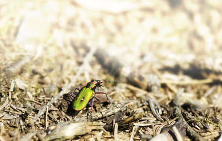 Green Tiger Beetle (Cicindela campestris) on a forest clearence の写真素材