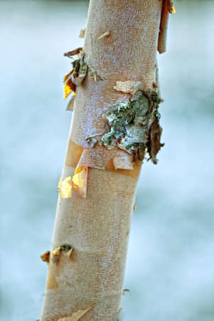 colorful bark of a young birch treeの写真素材