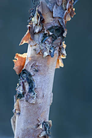 colorful bark of a young birch treeの写真素材