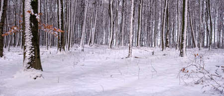 silent snowy beech forest with sunbeamsの写真素材