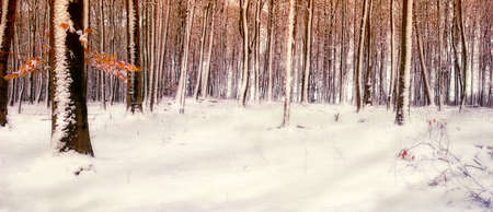 silent snowy beech forest with sunbeamsの写真素材