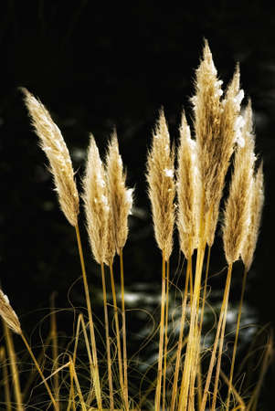 pampas grass (Cortaderia selloana) in front of a dark backgroundの写真素材