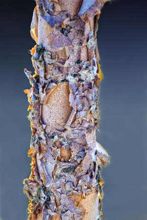 colorful bark of a young birch treeの写真素材