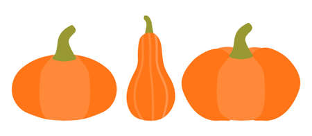 Hand drawn illustration of autumn pumpkin. Isolated element on white background. Harvesting.のイラスト素材