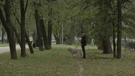 businessman use phone and walks with big white dog in the parkの写真素材