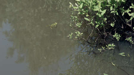 Frog in the pond with swamp vegetationsの写真素材