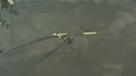 frog swimming in a green pond on a sunny day, reflection in water of sky cloudsの写真素材