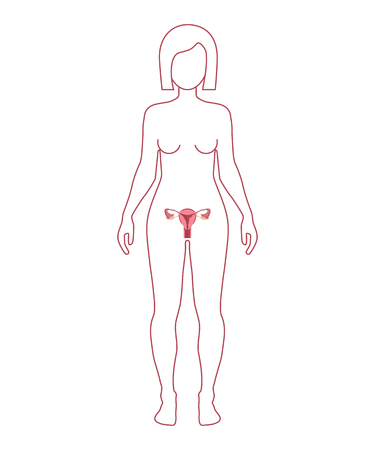 Female Reproductive Systemのイラスト素材
