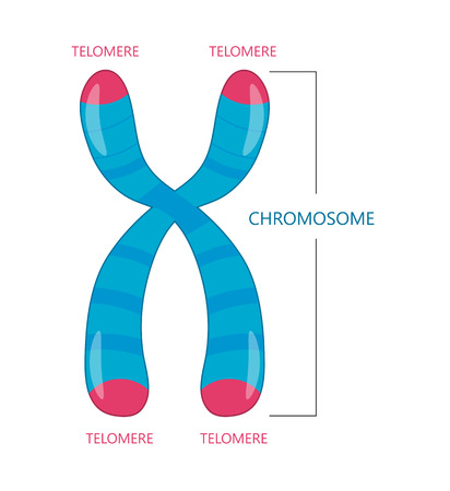 Telomere is the end of a chromosome. Vector illustrationのイラスト素材