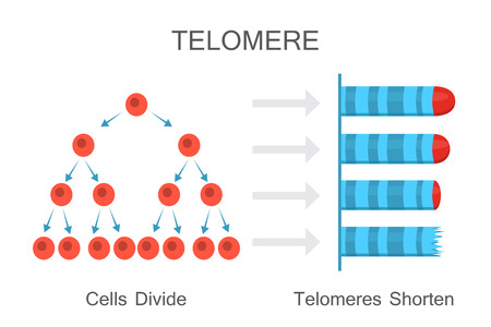 Cells divide - telomeres shorten. Vector illustration designのイラスト素材