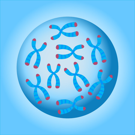 Chromosomes in the cell nucleus. Vector illustrationの写真素材
