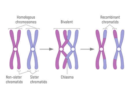 Duplicated Homologous Chromosomes Pair and Crossing-overのイラスト素材