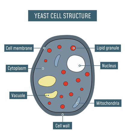 Yeast cell structure. Vector illustrationのイラスト素材