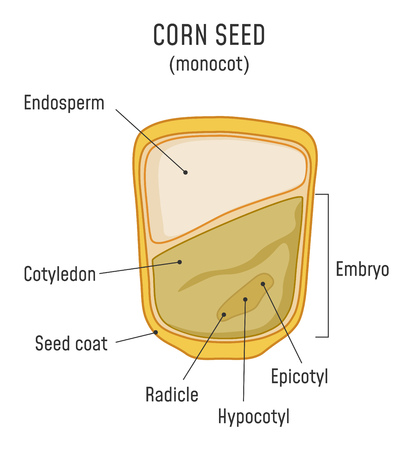 Corn Seed Structure Monocotのイラスト素材