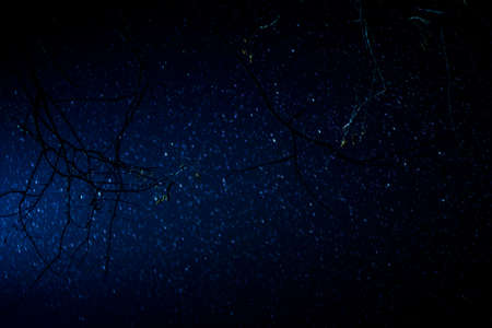 Trees and snow covered in lightの写真素材