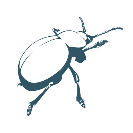 Vector drawn beetle. Isolated on white background.