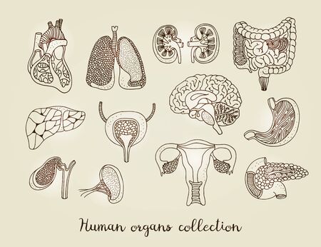 Hand drawn set of human internal organs, vector anatomy collection isolated on beige backgroundのイラスト素材
