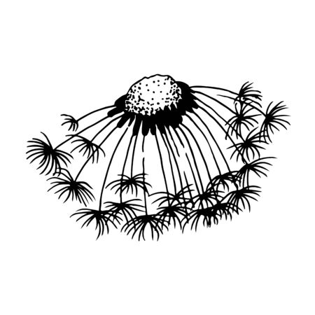 Dandelion blowing hand drawn vector illustration, isolated on white backgroundのイラスト素材
