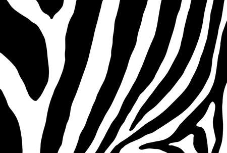 Zebra skin texture pattern, vector backgroundのイラスト素材
